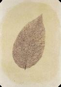 Willim Henry Fox Talbot Leaf with Its Stem Removed Germany oil painting artist
